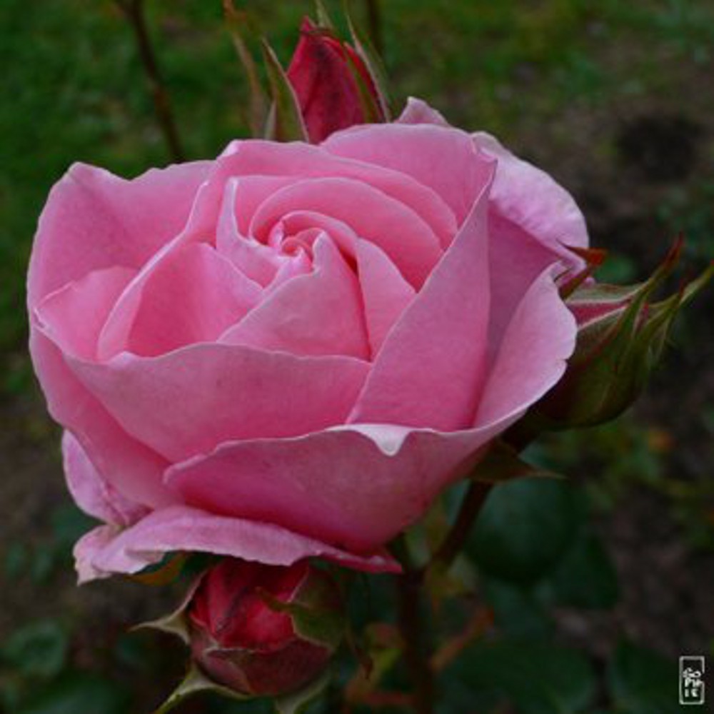 Roses1 4