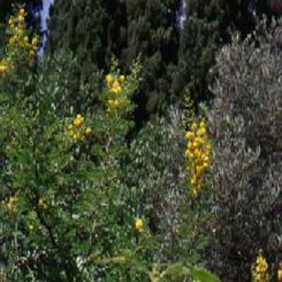 Poudre de Plante médicinale d'Acacia (fleur), Acacia horrida