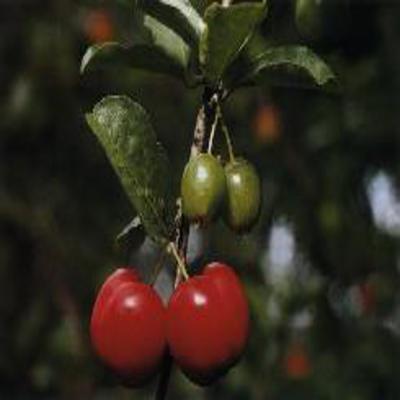 Poudre de Plante médicinale d'Acérola (fruit) poudre, Malpighia punicifolia