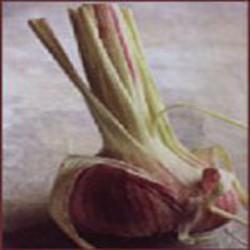 Poudre de Plante médicinale d'Ail (bulbe), Allium sativum