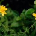 Poudre de Plante médicinale D'Arnica montana (fleur), Arnica montana