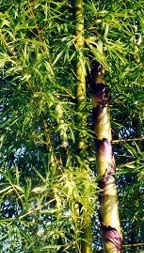 Bambou 1