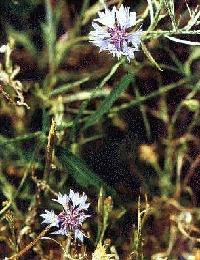 Poudre de Plante médicinale de Bleuet pétale, Centaurea cyanus
