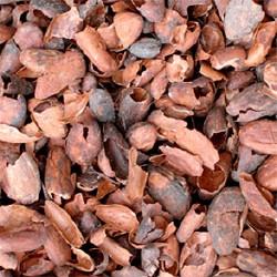 GÉLULES de Cacao fève 250 mg