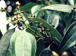 Poudre de Plante médicinale de Cannelle de chine (écorce), Cinnamomum cassia