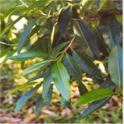 Poudre de Plante médicinale de Cannelle (écorce), Cinnamomum cassia