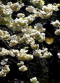 Poudre de Plante médicinale de Cerise (queue), Prunus cerasus