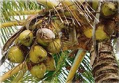 Poudre de Plante médicinale de Cocotier (fruit), Cocos nucifera