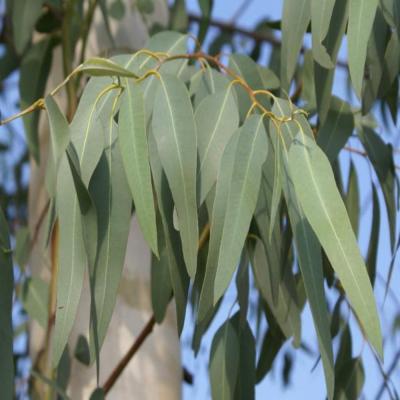 HUILE ESSENTIELLE d'Eucalyptus mentholé