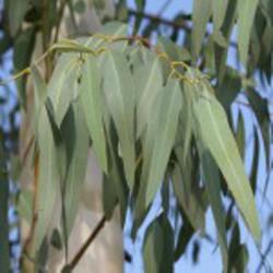 HUILE ESSENTIELLE d'Eucalyptus mentholé BIO
