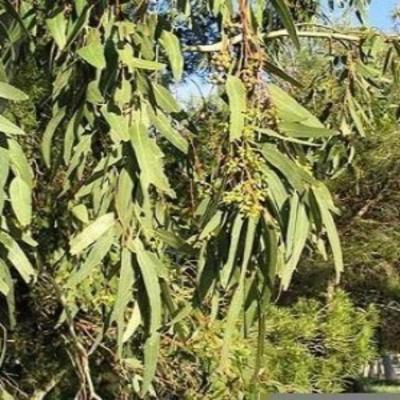 HUILE ESSENTIELLE d'Eucalyptus globulus