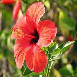 Gélules d' Hibiscus (fleur) BIO 250 mg