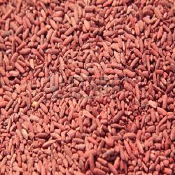GÉLULES de Levure de riz rouge 300 mg