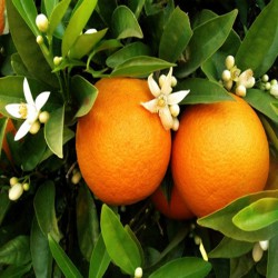 Oranger 5