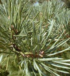 Plante médicinale de Pin sylvestre (aiguille), Pinus sylvestris