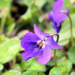 ÉLIXIR FLORAL de Violettes BIO 100 ml